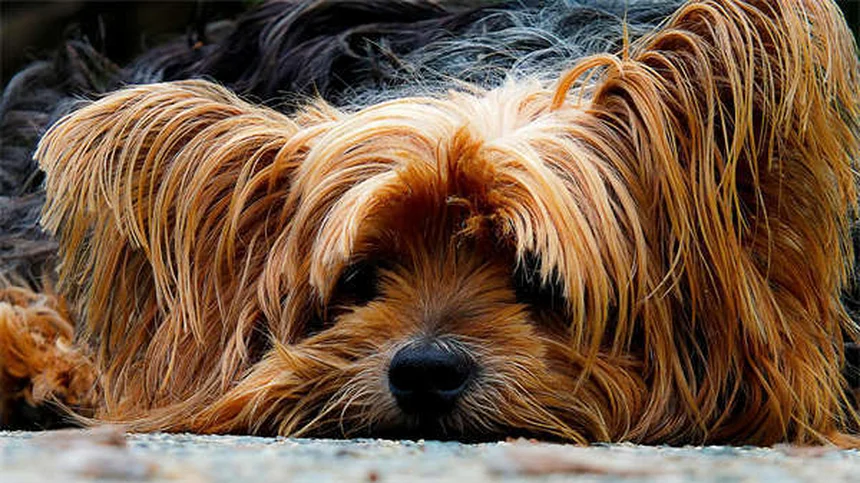 犬用食欲増進剤とは？獣医師がすすめる効果的な5つの方法と選び方