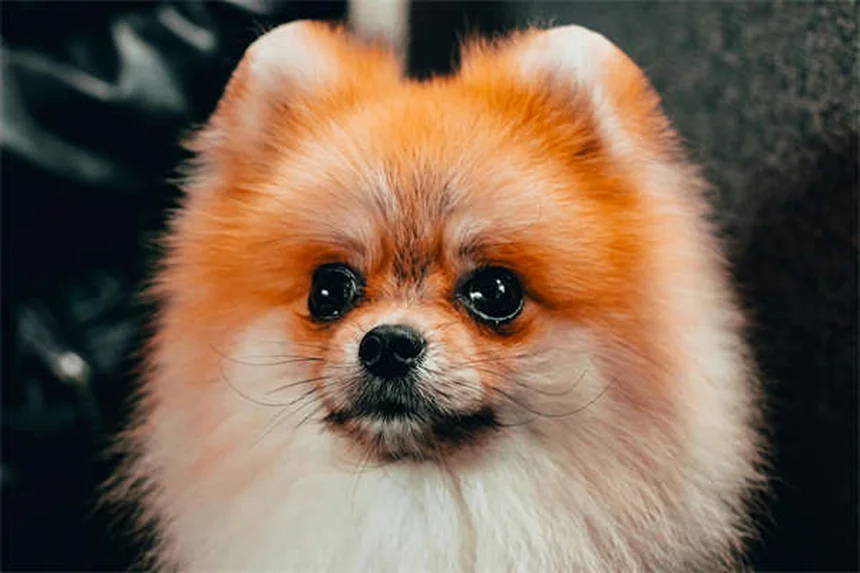 夏のペットの暑さ対策：愛犬・愛猫を熱中症から守る7つの方法