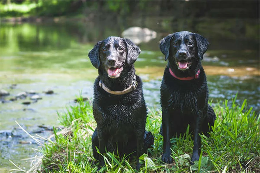 犬の幸せの見分け方13選！愛犬が本当に喜んでいるサインとは