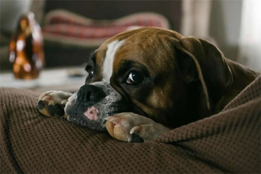 犬や猫にタイレノールは危険？獣医師が解説する正しいペットの痛み止め