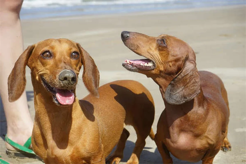 犬のてんかん治療薬「カリウムブロマイド」の効果・副作用・正しい使い方