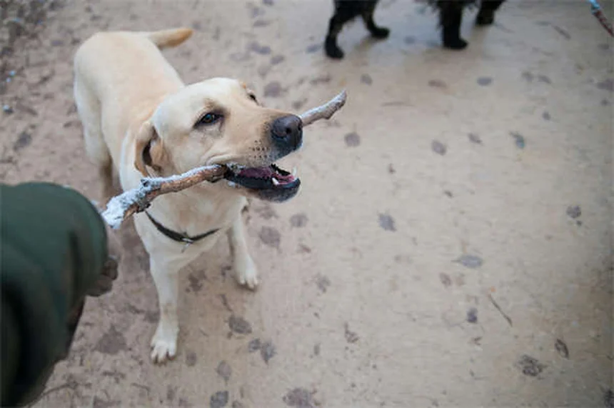犬のてんかん治療薬「カリウムブロマイド」の効果・副作用・正しい使い方