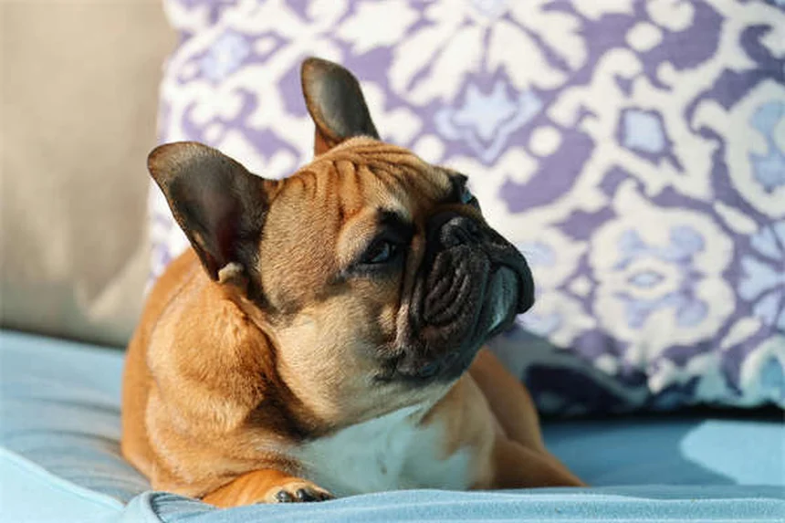 犬と猫の歯磨きはなぜ必要？正しい頻度とコツを獣医師が解説
