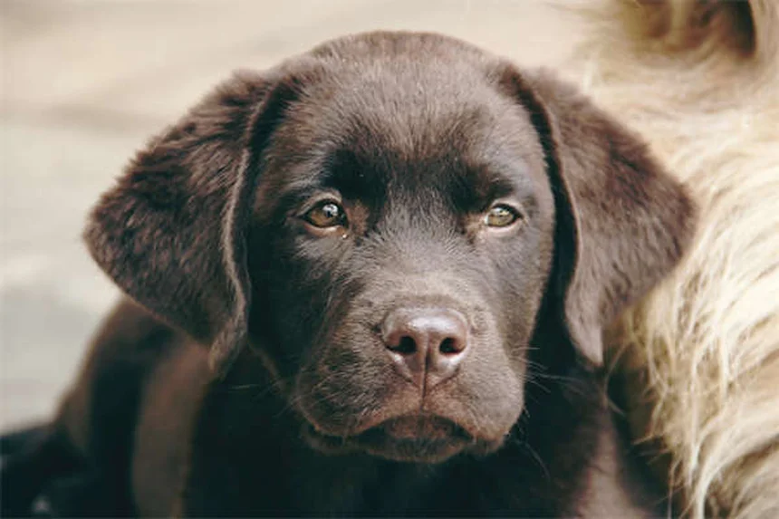 愛犬のボディコンディションスコア（BCS）を毎月チェック！簡単診断と正しい見方のコツ