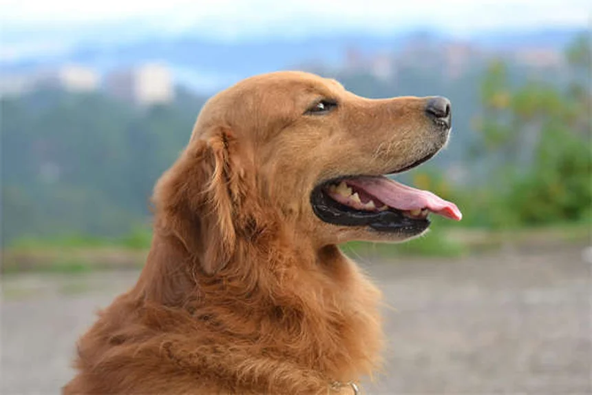 愛犬のボディコンディションスコア（BCS）を毎月チェック！簡単診断と正しい見方のコツ