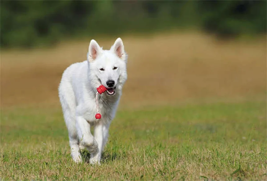 ギドランの性格と飼育のコツを現地体験者が解説