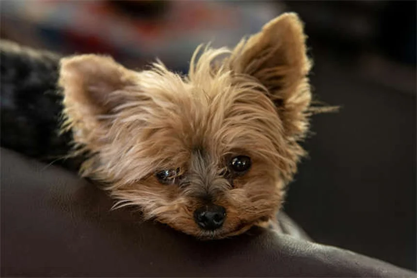 犬のノミ取りディップ剤：獣医師に聞く前に知るべき6つの注意点
