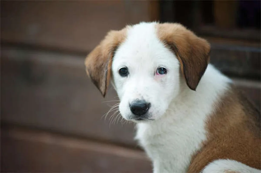 犬の感覚が人間より優れている5つの理由