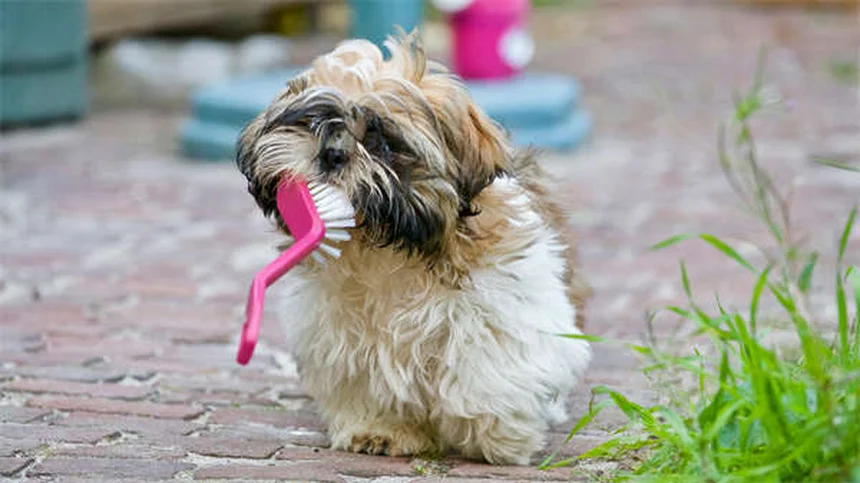 犬の感覚が人間より優れている5つの理由