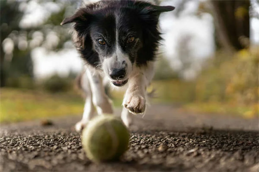 犬の感覚が人間より優れている5つの理由