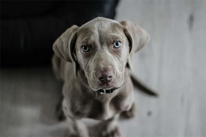 老犬ストレッチ5選！自宅で関節の健康を守る効果的な方法