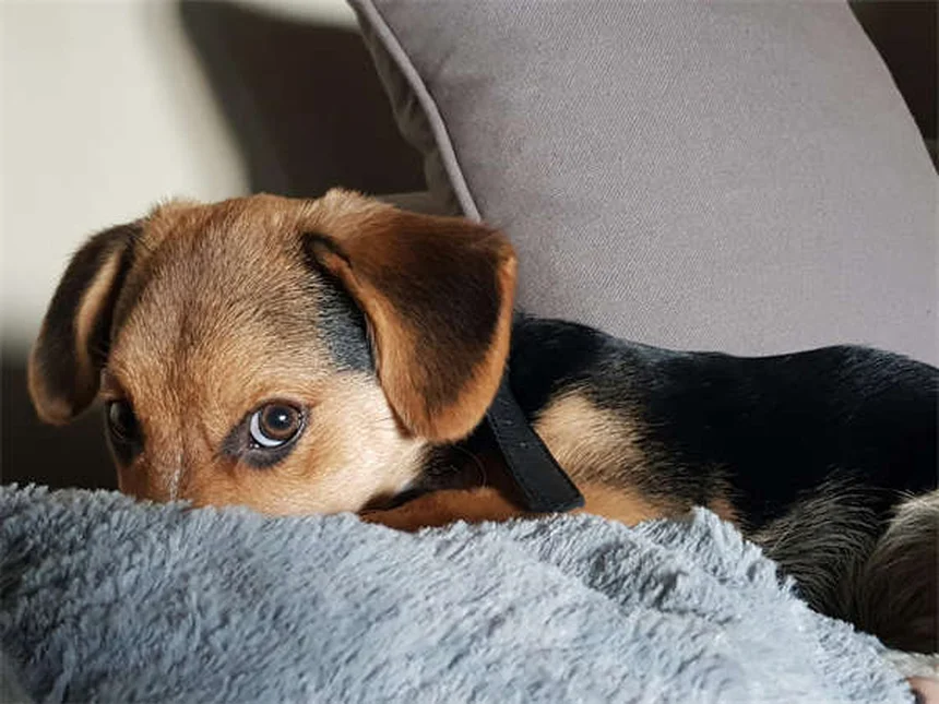 老犬ストレッチ5選！自宅で関節の健康を守る効果的な方法