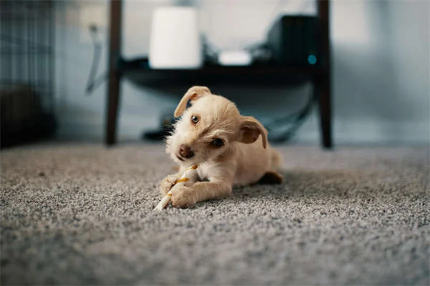 犬に蜂蜜は安全？獣医師が教える適量と3つの与え方