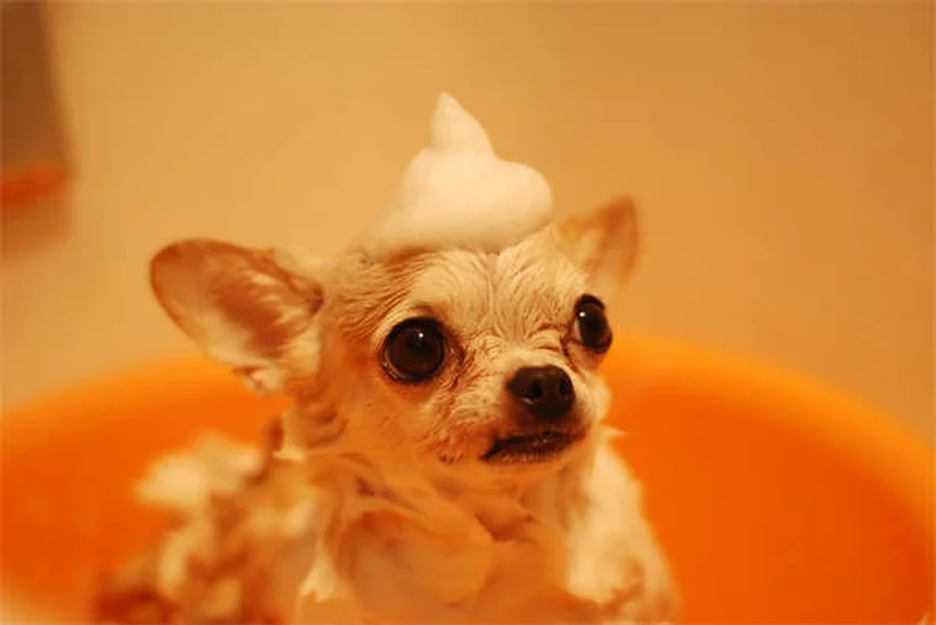 犬に蜂蜜は安全？獣医師が教える適量と3つの与え方
