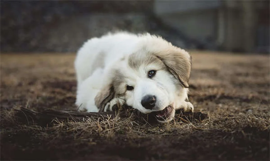 犬に蜂蜜は安全？獣医師が教える適量と3つの与え方