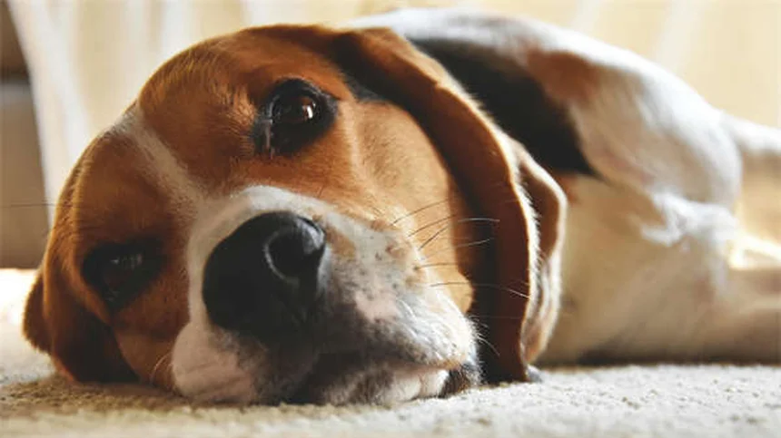 ウサギを飼う前に知っておくべき10の現実