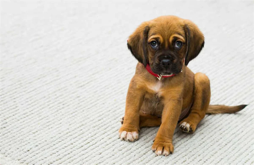 アンピシリンとは？犬や猫への使い方、副作用や注意点を獣医師が解説