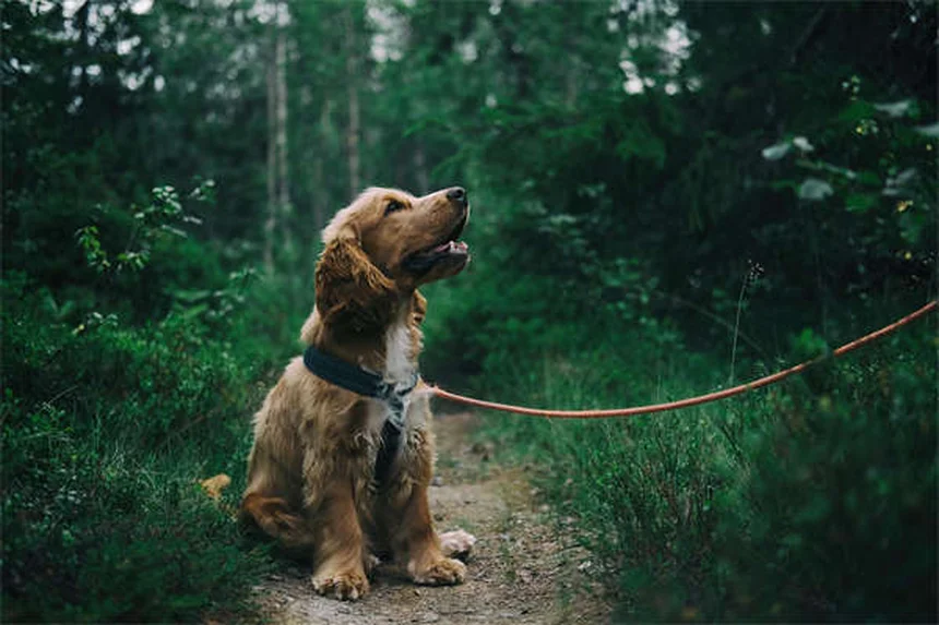 犬の背中の痛み・5つのよくある問題と予防・対処法を獣医師が解説