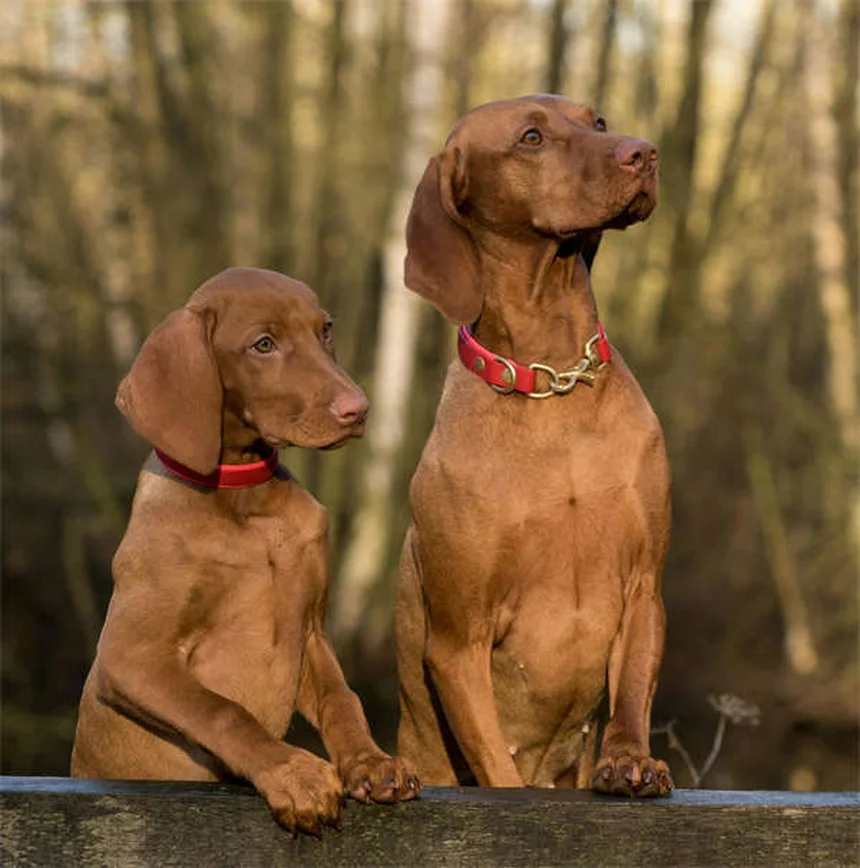 犬が震える10の理由と正しい対処法！獣医師が教える見分け方