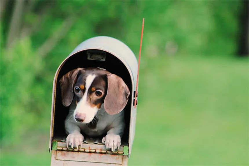 犬が震える10の理由と正しい対処法！獣医師が教える見分け方