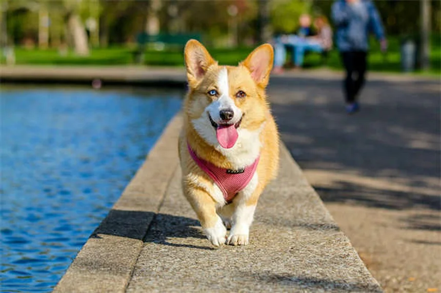 犬が飼い主を信頼している6つのサインと絆を深める方法