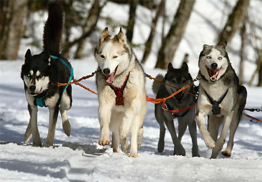 馬のどんぐり中毒とは？症状・治療・予防法を獣医師が解説